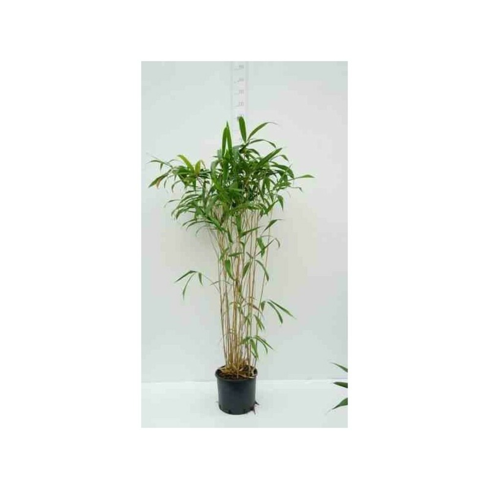 Pseudosasa japonica tsutsumiana pot de 10l - 90/100cm