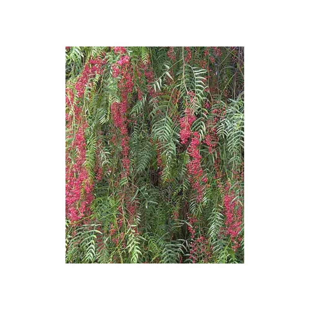 Schinus molle (faux poivrier, poivre rose) pot de 15 litres 180/200 — free download