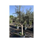 Olea europaea (oliviers) gros sujets   blanc - taille périmètre de tronc 50/60cm - 170/220cm