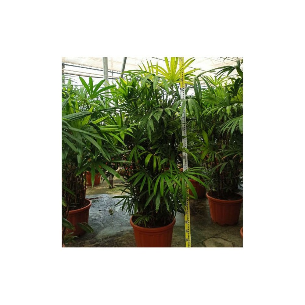 Rhapis excelsa (palmier bambou) spécimen pot de 80l - 225/250cm