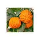 Citrus corrugato (hybride entre orange amère et douce)   blanc - taille pot de 4 litres ? 30/40 cm