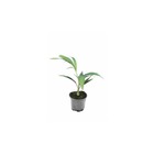 Ptychosperma macarthurii (palmier bambou) taille pot de 1 litre - 50/60 cm -   jaune