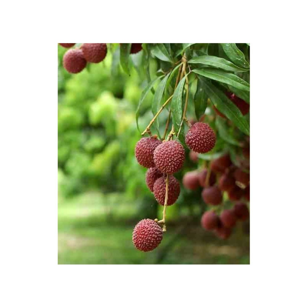 Litchi sinensis variété mc lean pot de 7 litres - 40/60 cm