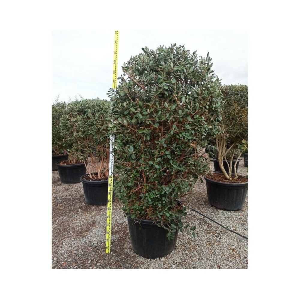 Acca sellowiana (ananas feijoa ou goyave) exemplaire 175/200cm 180l 180l -taille 175/200cm