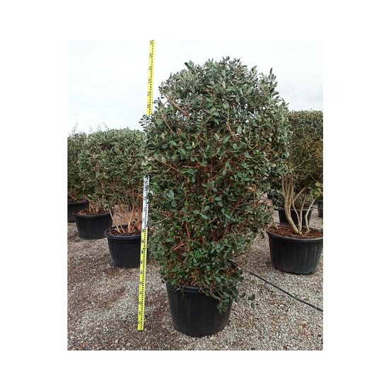 Acca sellowiana (ananas feijoa ou goyave) exemplaire 175/200cm 180l 180l -taille 175/200cm
