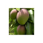 Manguier   mangifera indica var.kent taille pot de 7 litres ? 80/100 cm -   jaune
