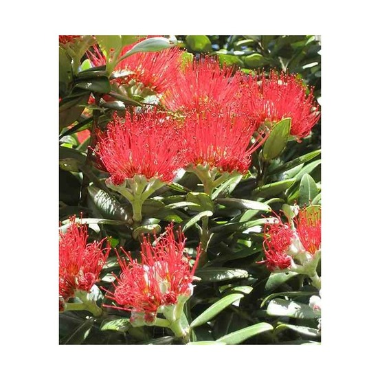 Metrosideros thomasii (arbre de noël de nouvelle-zélande) pot de 3 litres - 30/40cm