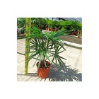 Livistona australis (palmier éventail d'australie) taille pot de 350l -200/225cm - tronc 80/100