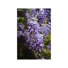 Wisteria sinensis var. Flore pleno (glycine de chine)   bleu - taille pot de 4 litres - 140/160 cm