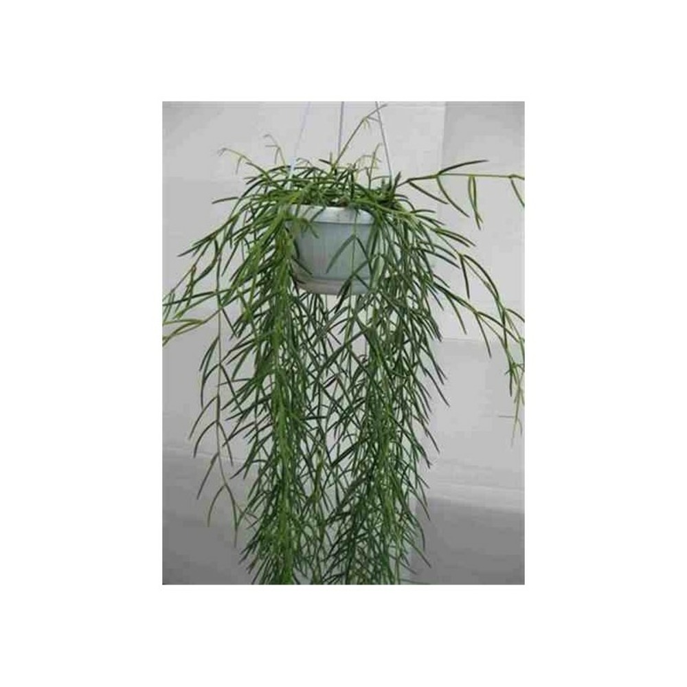Hoya linearis (fleur de porcelaine, fleur de cire) taille pot de 1 litre ? 30/40 cm - blanc et rose