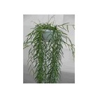 Hoya linearis (fleur de porcelaine, fleur de cire) taille pot de 1 litre ? 30/40 cm -   blanc et rose