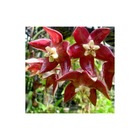 Hoya imperialis grande fleur rouge(fleur de porcelaine, fleur de cire)   rouge - taille pot de 2 litres - 20/40 cm