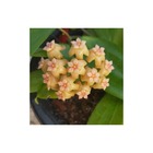 Hoya neo-ebutica (fleur de porcelaine, fleur de cire)   jaune - taille pot de 2 litres - 20/40 cm