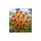 Hoya rintzii (fleur de porcelaine, fleur de cire)  - taille pot de 2 litres - 20/40 cm