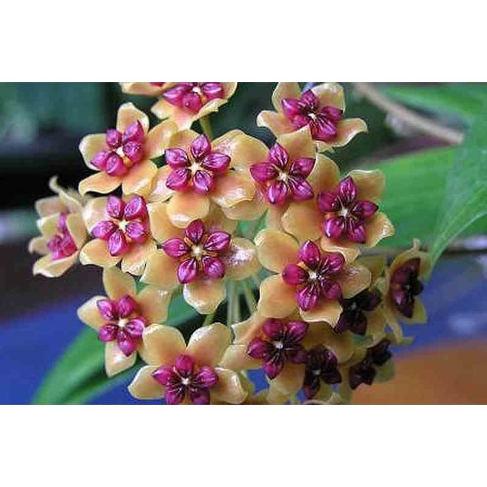 Hoya benquentensis (fleur de porcelaine, fleur de cire) orange - taille pot de 2 litres - 20/40 cm
