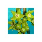 Hoya obtusifolioides (fleur de porcelaine, fleur de cire)   vert - taille pot de 2 litres - 20/40 cm