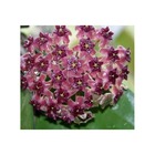 Hoya cinnamomifolia var purpureo fusca (fleur de porcelaine, fleur de cire) taille pot de 2 litres - 20/40 cm