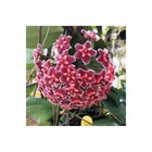 Hoya carnosa (fleurs rouge) (fleur de porcelaine, fleur de cire) e - taille pot de 2 litres - 20/40 cm