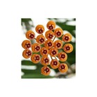 Hoya waymaniae (fleur de porcelaine, fleur de cire)   jaune - taille pot de 2 litres - 20/40 cm