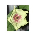 Hoya mappigera pink (fleur de porcelaine, fleur de cire) taille pot de 2 litres - 20/40 cm -   jaune rose