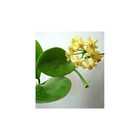 Hoya biakensis (fleur de porcelaine, fleur de cire)   jaune - taille pot de 2 litres - 20/40 cm