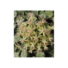 Hoya curtisii (fleur de porcelaine, fleur de cire) taille pot de 2 litres - 20/40 cm -   blanc et mauve