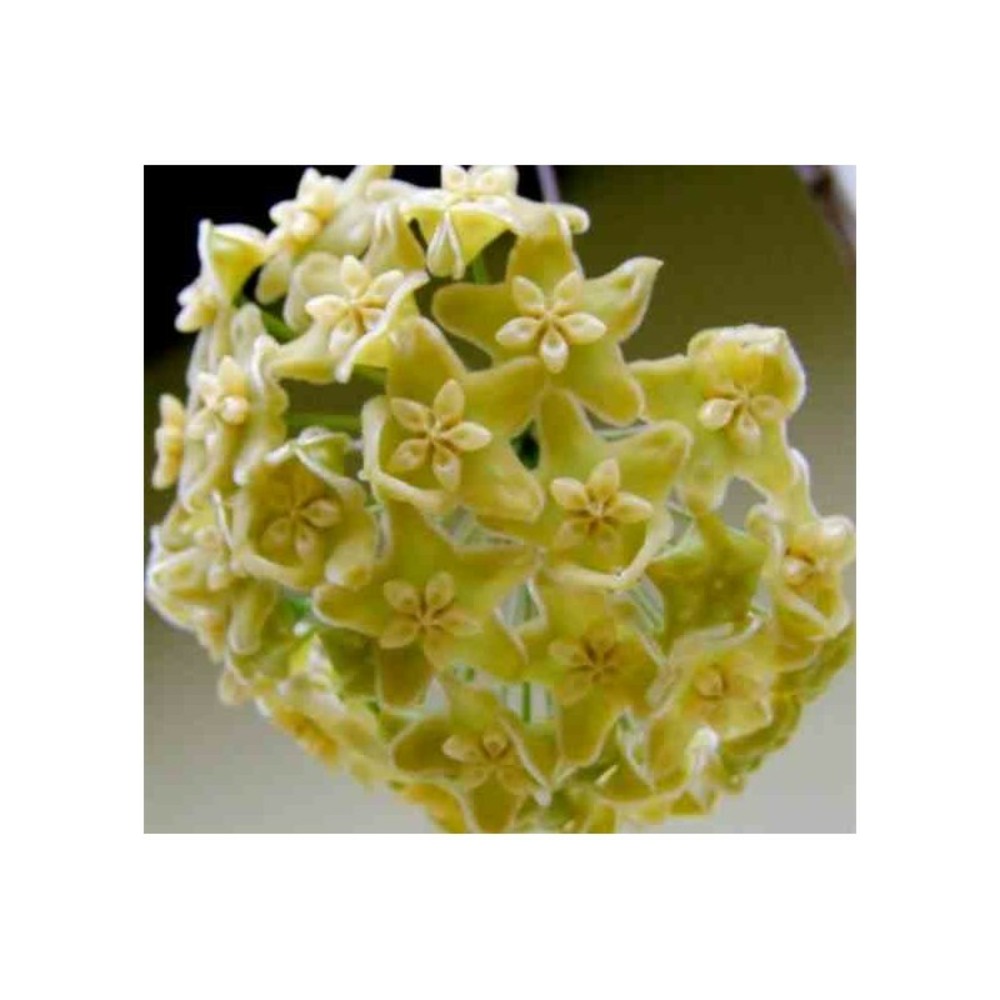 Hoya kenejiana (fleur de porcelaine, fleur de cire) jaune - taille pot de 2 litres - 20/40 cm