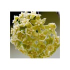 Hoya kenejiana (fleur de porcelaine, fleur de cire)   jaune - taille pot de 2 litres - 20/40 cm
