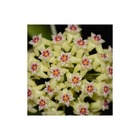 Hoya dolichosparte jaune (fleur de porcelaine, fleur de cire)   jaune - taille pot de 2 litres - 20/40 cm