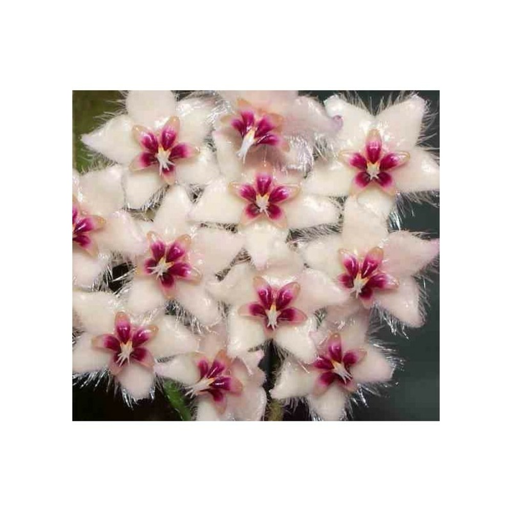 Hoya caudata (fleur de porcelaine, fleur de cire) taille pot de 2