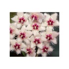 Hoya caudata (fleur de porcelaine, fleur de cire) taille pot de 2 litres - 20/40 cm -
