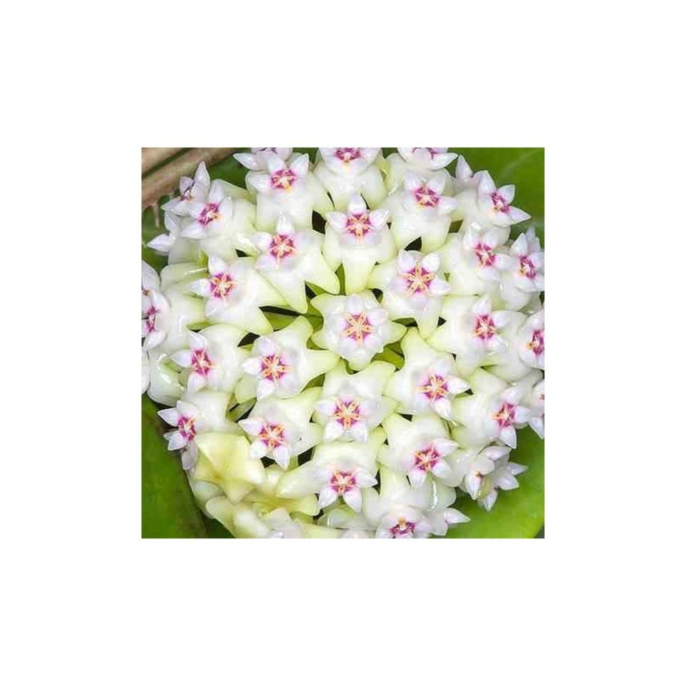 Hoya acuta (fleur de porcelaine, fleur de cire) taille pot de 2 litres - 20/40 cm - blanc et rose