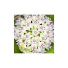 Hoya acuta (fleur de porcelaine, fleur de cire) taille pot de 2 litres - 20/40 cm -   blanc et rose