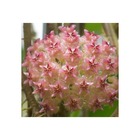 Hoya mindorensis (fleur rose) (fleur de porcelaine, fleur de cire)   rose - taille pot de 2 litres - 20/40 cm
