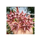 Hoya kaimuki grosse fleur (fleur de porcelaine, fleur de cire)   rose - taille pot de 2 litres - 20/40 cm