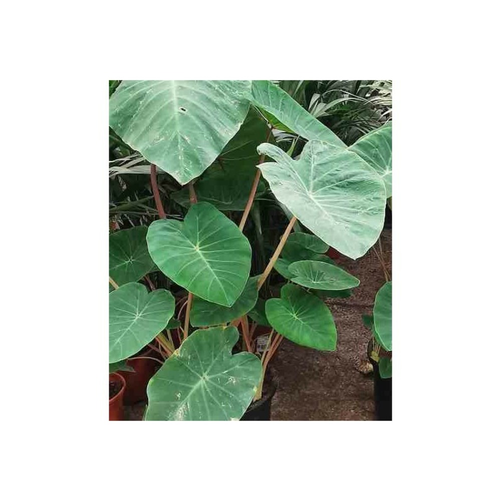 Colocasia esculenta var. Chine rose (oreille d'éléphant) pot de 2 litres ? 20/30 cm