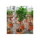 Ficus microcarpa 'moclame' taille pot de 10l - 90/100cm