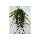Aeschynanthus hybride "caroline" taille pot de 2 litres - 20/60 cm -   rouge