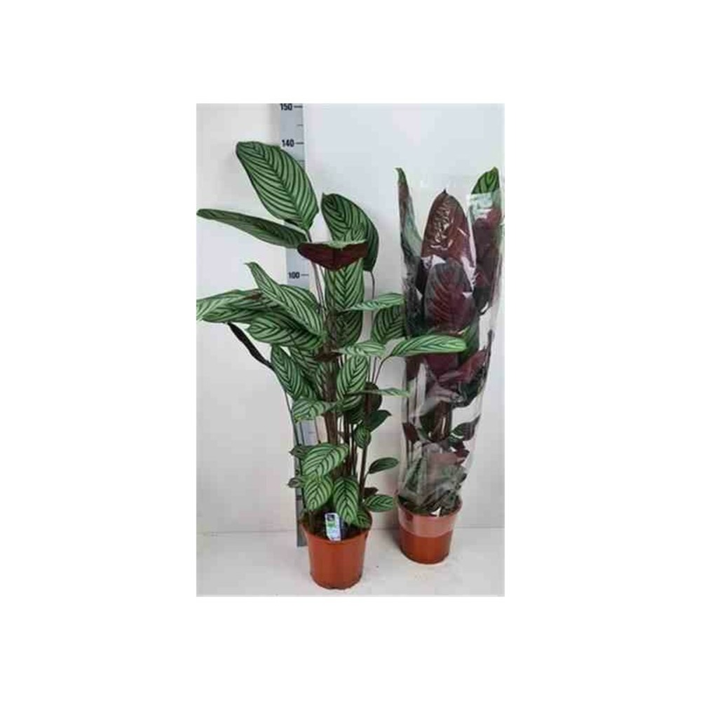 Ctenanthe oppenheimiana pot de 10 litres ? 120/140 cm