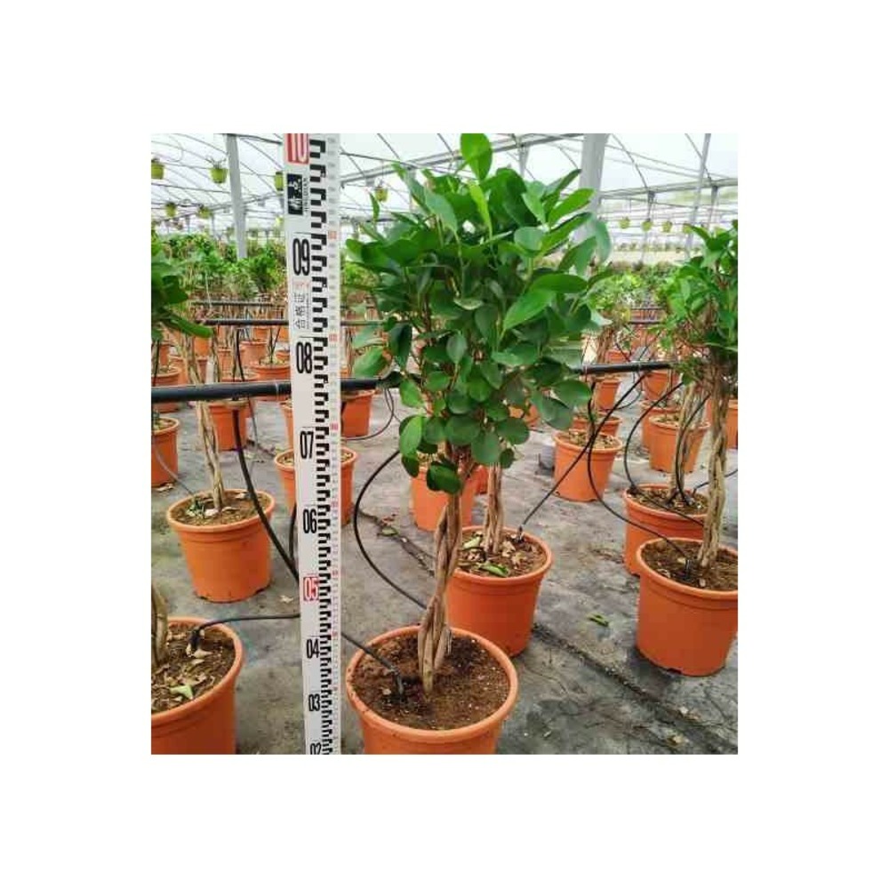 Ficus microcarpa 'moclame' pot de 8l - 180/200cm