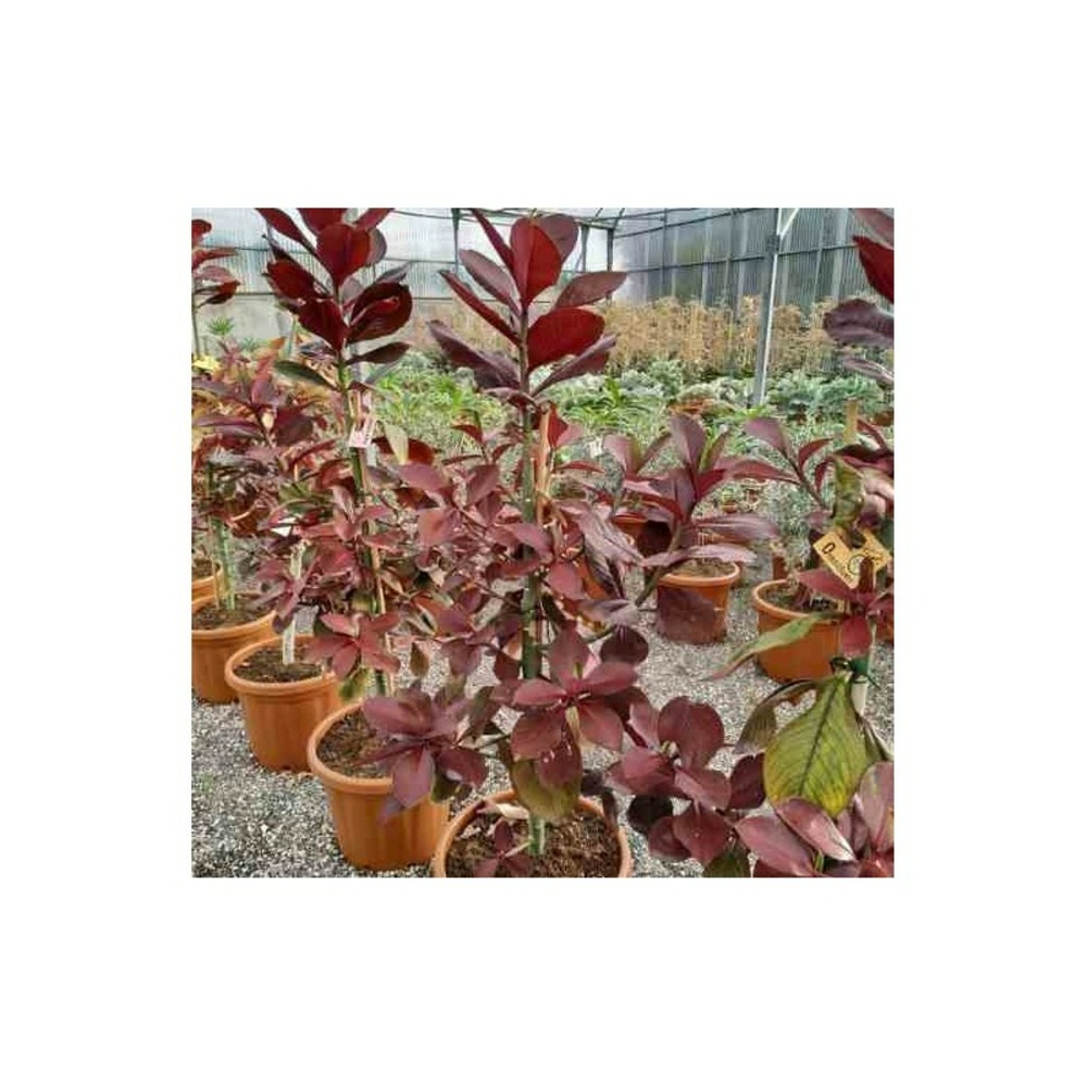 Euphorbia umbellata (lait d'afrique) pot de 25l - 80/100cm