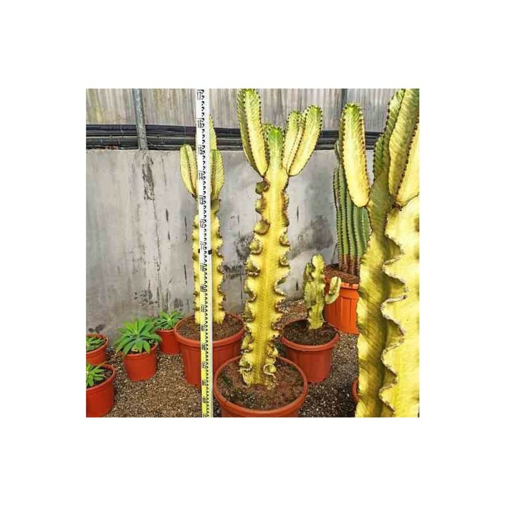 Euphorbia ingens 'marmorata' pot de 35l 100/120cm
