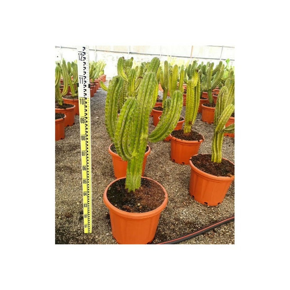 Polaskia chula cactus pot de 25l - 80/100cm