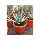 Aloe ferox (aloes du cap) taille pot de 20l - 50/60cm