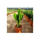 Euphorbia candelabrum taille pot de 35l 100/120cm