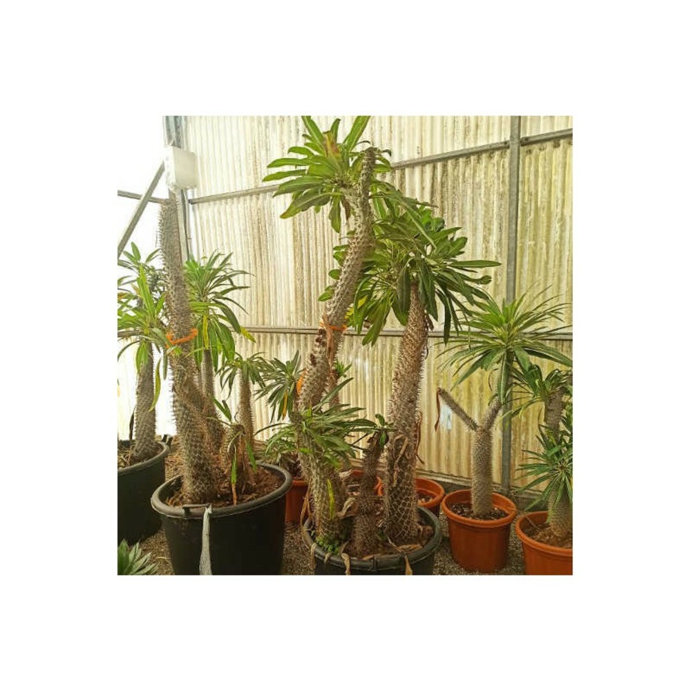 Pachypodium lamerei (palmier de madagascar) pot de 10 litres - 60/80 cm