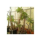 Pachypodium lamerei (palmier de madagascar) taille pot de 10 litres - 60/80 cm