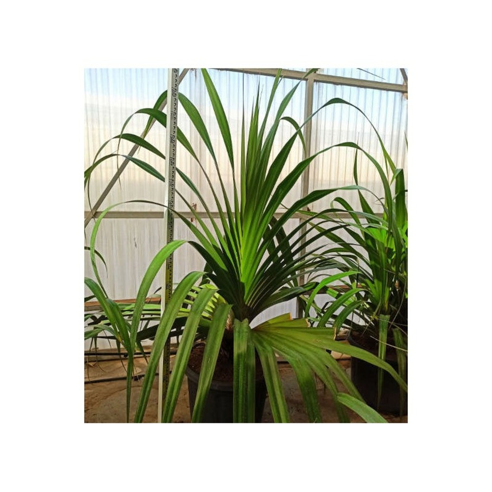 Pandanus utilis (vacoa, vaquois, pimpin) pot de 180l 175/200cm