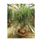 Beaucarnea recurvata [syn. Nolina r.] taille pot de 14 litres - 120/140 cm