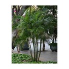 Dypsis lutescens (palmier multipliant) taille pot de 25l -200cm